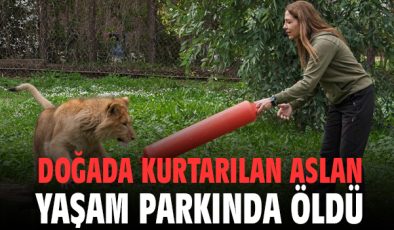 Yavru Aslan Pars’ın Ölümü İhmal Mi?