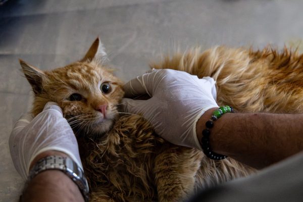 Karşıyaka’da can dostlara kapsamlı hizmet