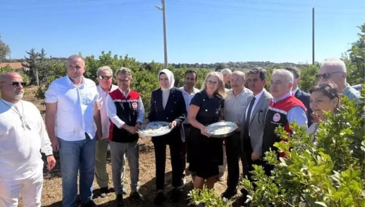 Çeşme’de Damla Sakızı ve Zeytin Hasadı Başladı!