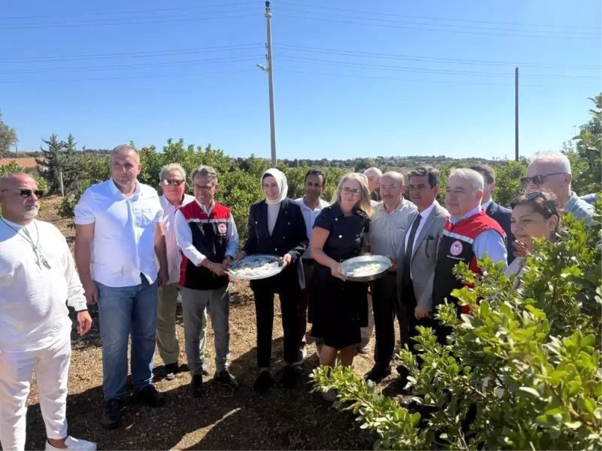 Çeşme’de Damla Sakızı ve Zeytin Hasadı Başladı!
