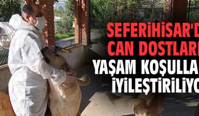 Seferihisar’da Sokak Hayvanlarına Özel Destek!