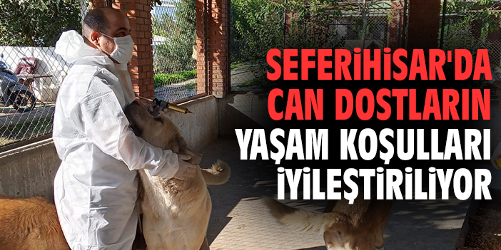 Seferihisar’da Sokak Hayvanlarına Özel Destek!