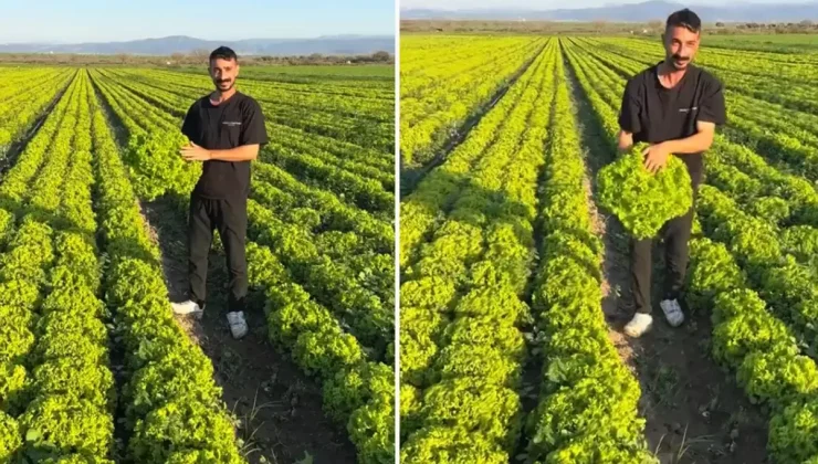 Çiftçiden Kıvırcık Eylemi: 2 TL’ye İsyan!