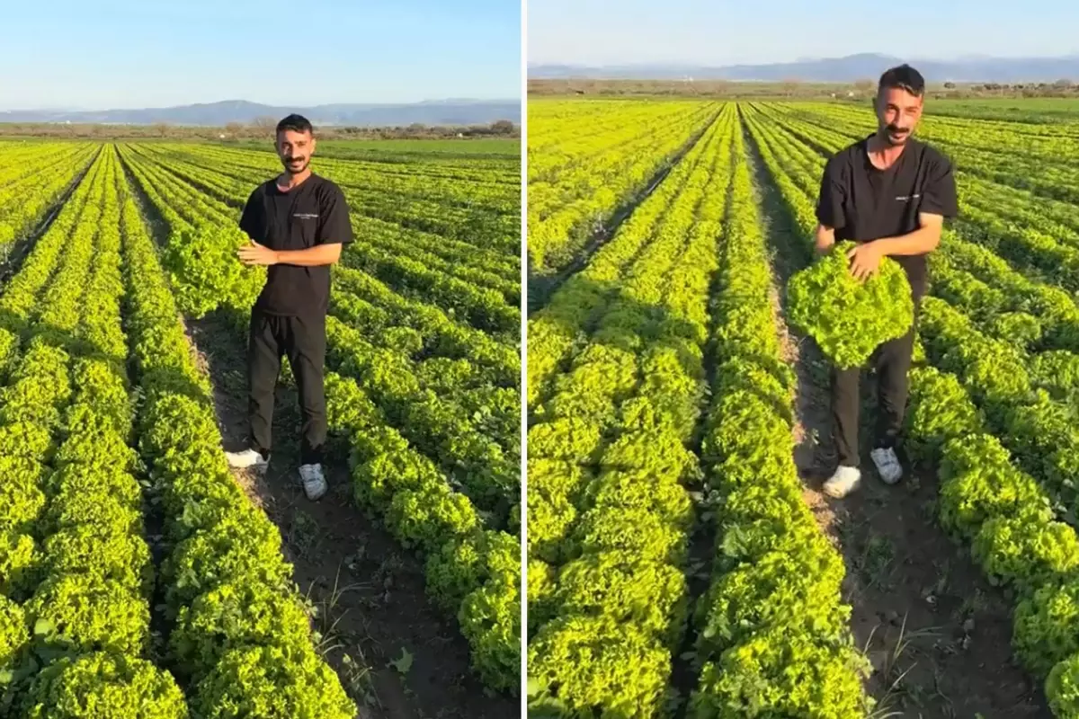 Çiftçiden Kıvırcık Eylemi: 2 TL’ye İsyan!