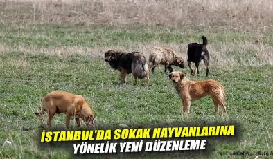 İstanbul’da Sokak Köpeklerini Beslemek Yasaklandı!