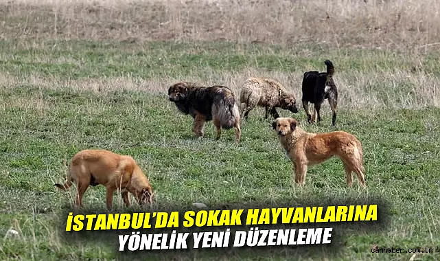 İstanbul’da Sokak Köpeklerini Beslemek Yasaklandı!