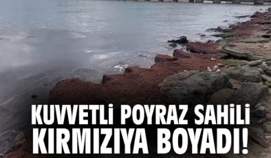Rüzgarla Gelen Yosunlar Kıyıda Görsel Şölen Yarattı