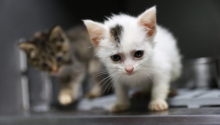 Buca’da “Satın Alma, Sahiplen!” çağrısı yanıt buldu