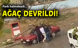 Şiddetli Rüzgar Ağaçı Devirip Araca Zarar Verdi!