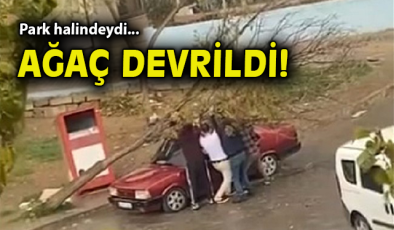 Şiddetli Rüzgar Ağaçı Devirip Araca Zarar Verdi!