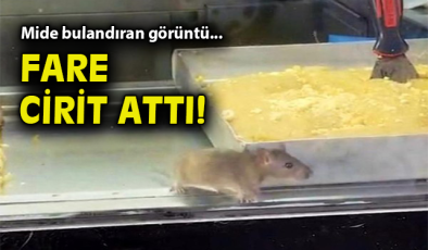 Buca’da Hijyen Skandalı: Fareli Börek Dükkanı Mühürlendi!