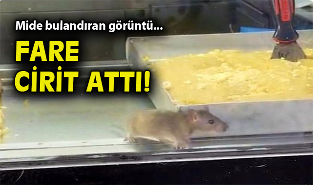 Buca’da Hijyen Skandalı: Fareli Börek Dükkanı Mühürlendi!