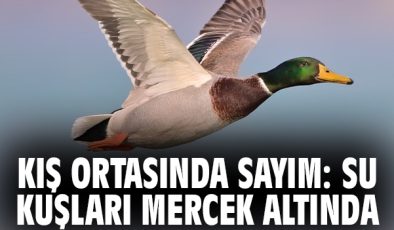 Çanakkale’de 15 Bin Su Kuşu Sayıldı!