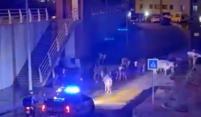 Polis Megafonla İnekleri Uzaklaştırdı!