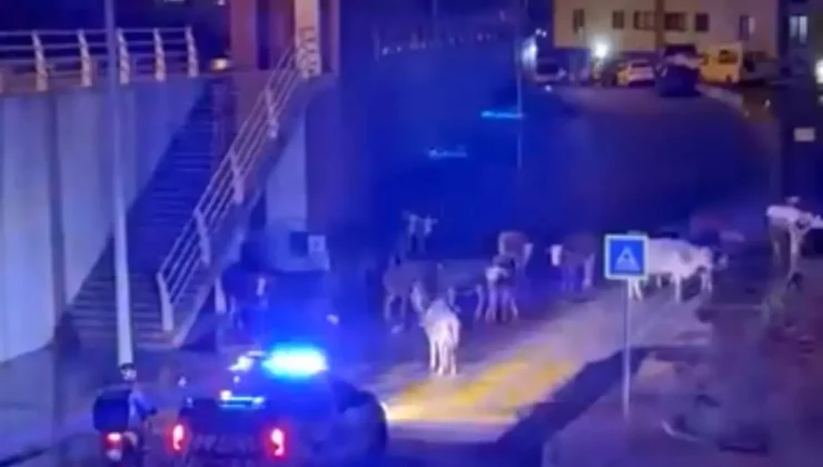 Polis Megafonla İnekleri Uzaklaştırdı!