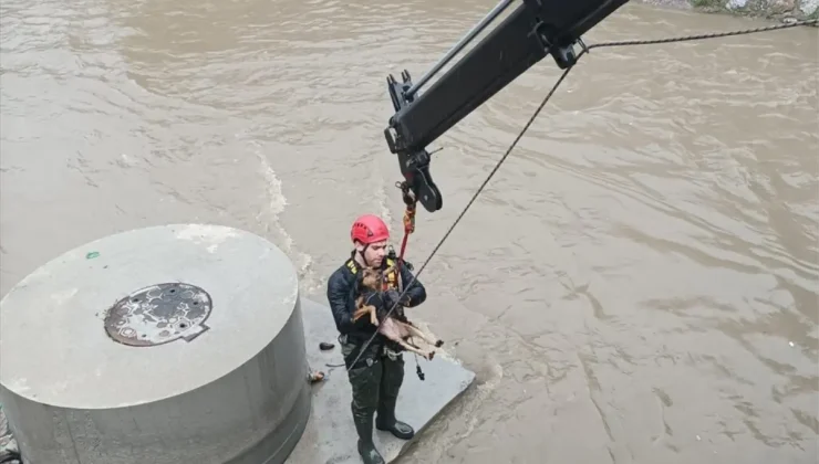 İzmir’de İtfaiye, Mahsur Köpeği Kurtardı!