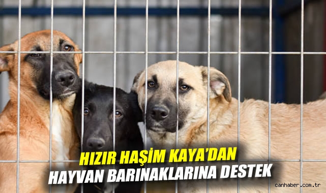 Sokak Hayvanları İçin Yeni Destek Projesi!