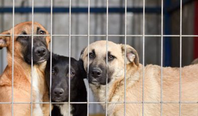 Hızır Haşim Kaya’dan Hayvan Barınaklarına Destek Hamlesi